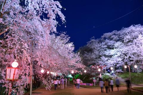 赤湯温泉桜まつり 夜桜