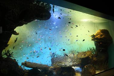 宮島水族館 みやじマリン