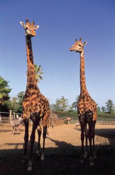 アフリカ園 キリン