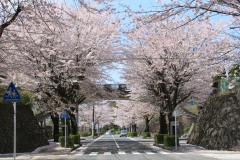 南が丘の桜並木