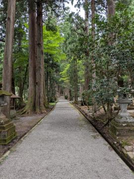 参道の杉木立