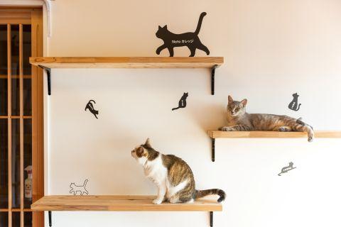 忍者ねこカフェ猫影　店内