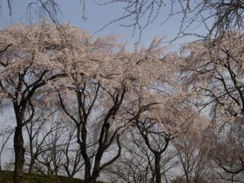 大阪市立大学理学部附属植物園（しだれ桜）