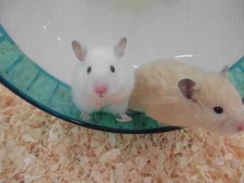 いきものふれあい学校