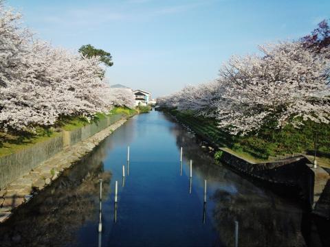 赤坂泉公園　桜並木